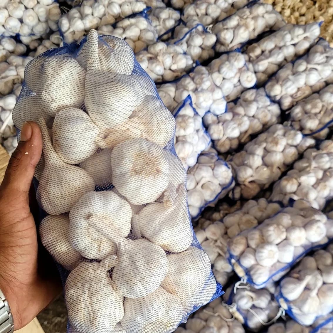 Workers packing garlic for export containers