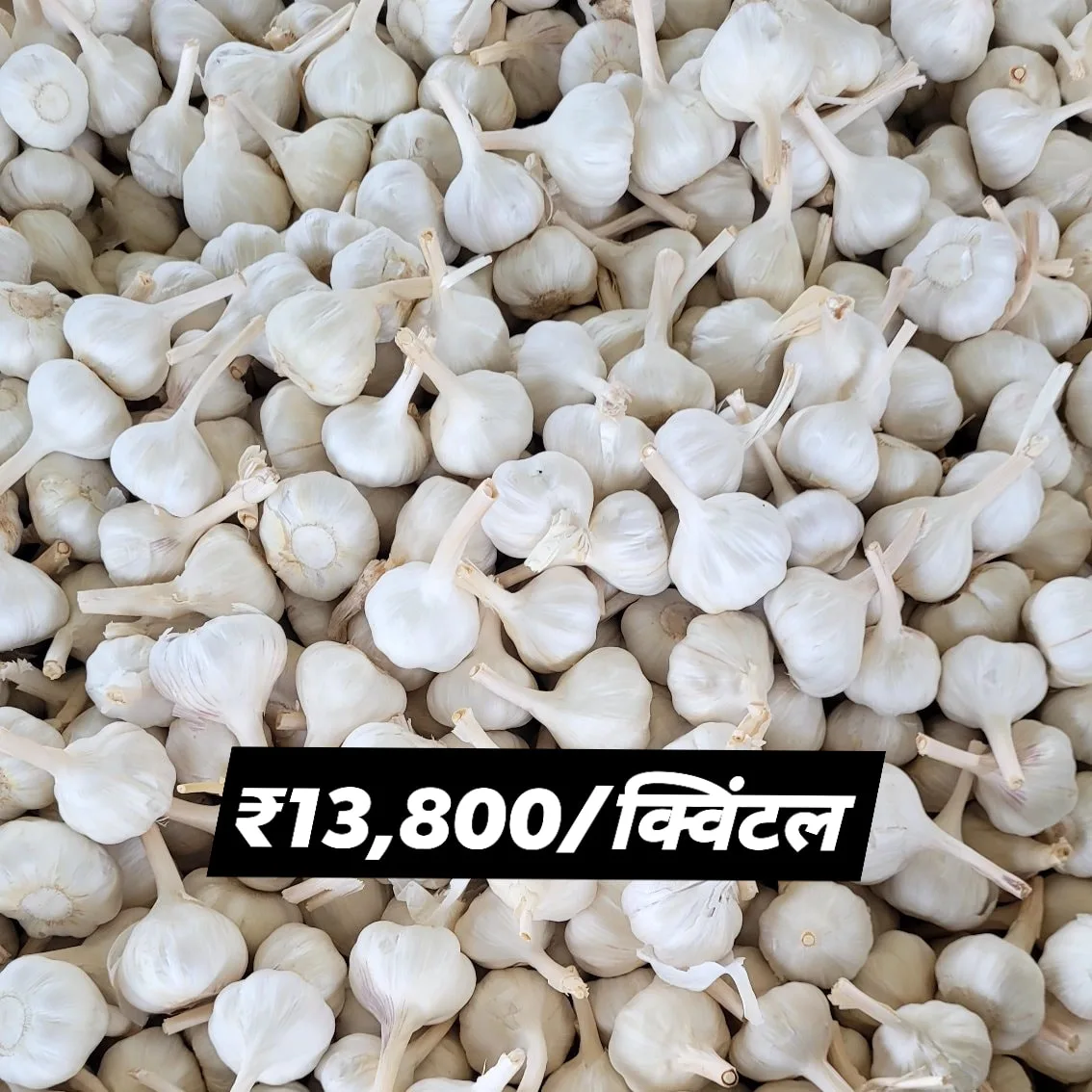 High-quality garlic bulbs on grading belt