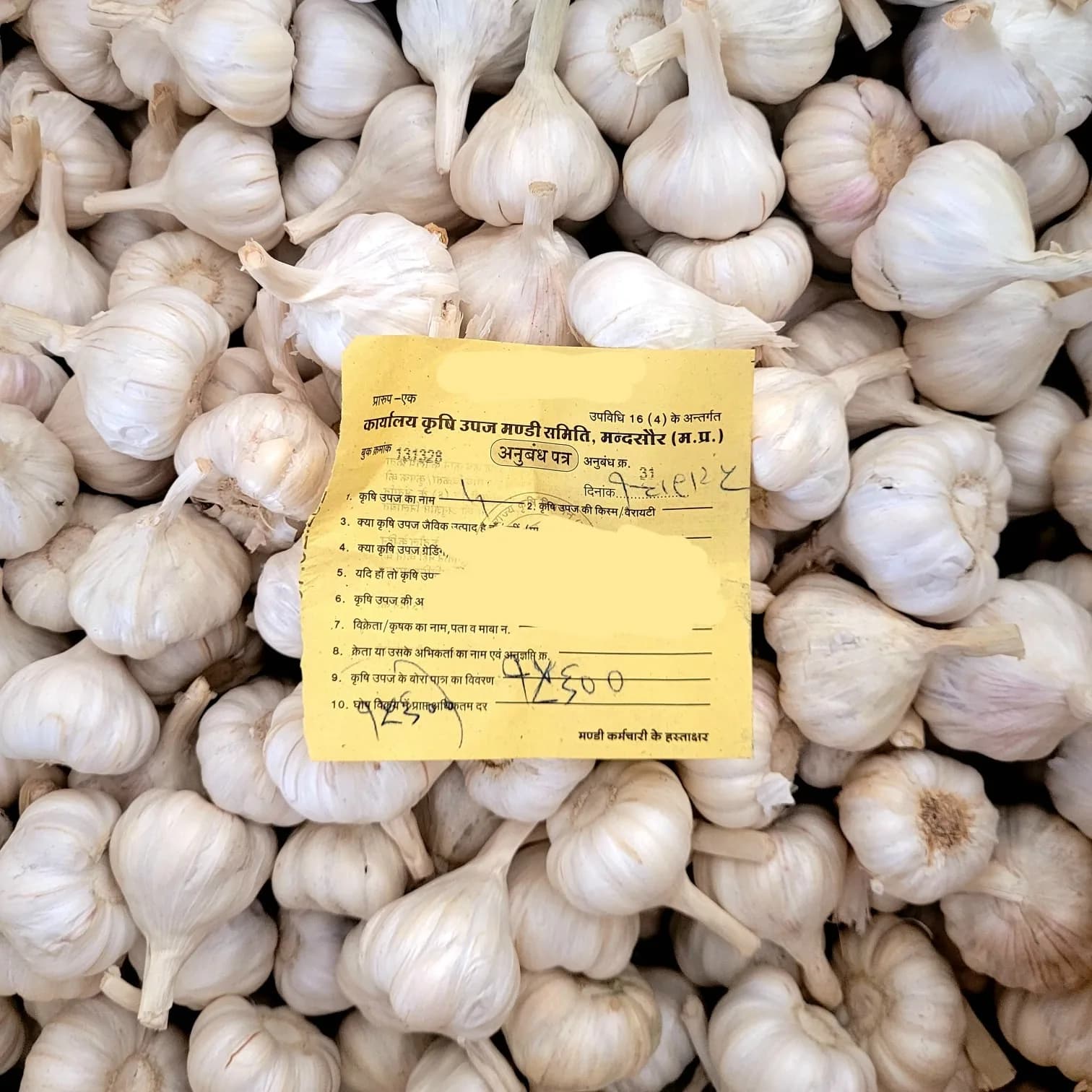 Garlic Export from India: Complete RR Traders Guide