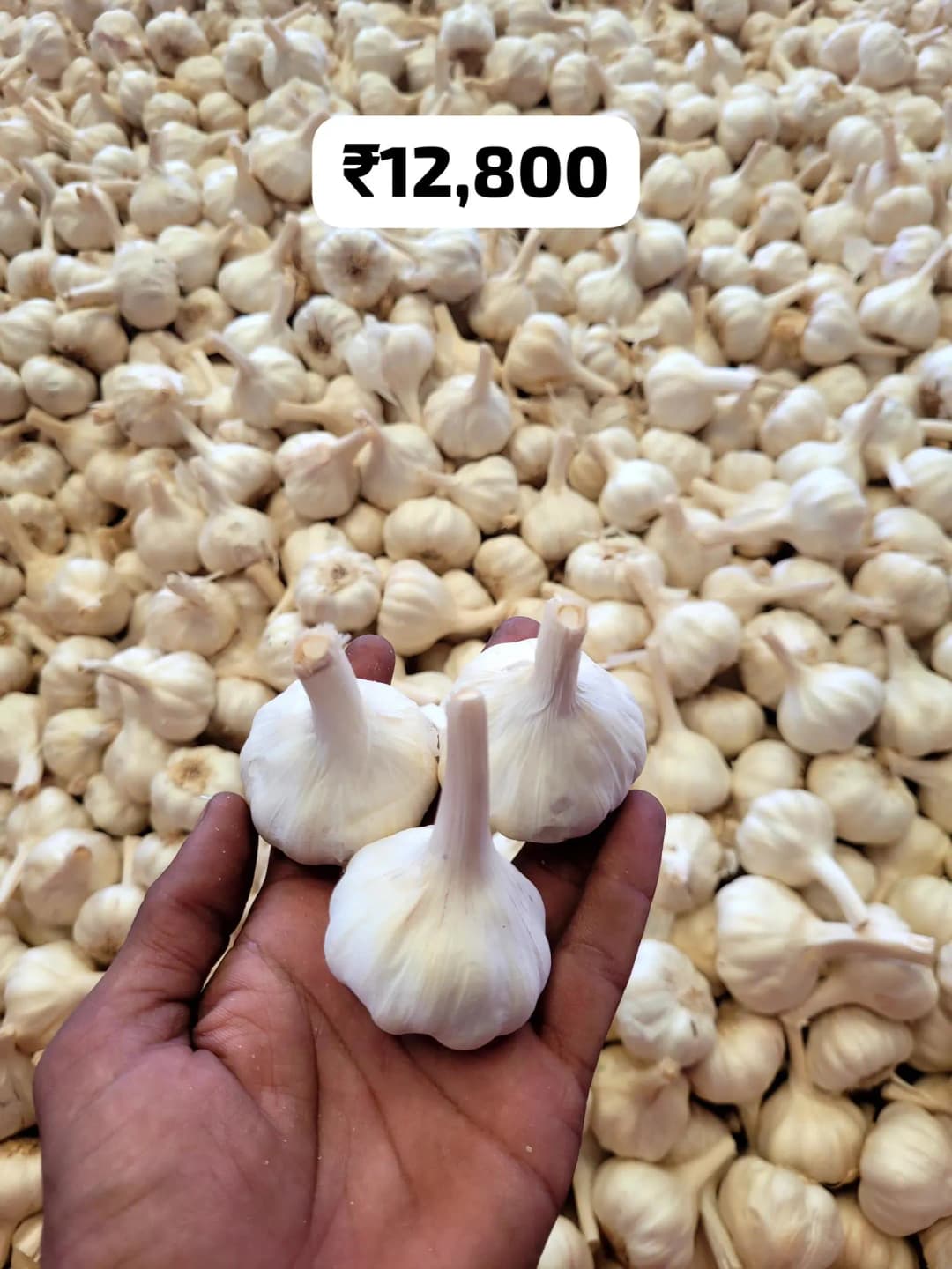 Seed Garlic (लहसुन बीज) bulbs from Mandsaur mandi
