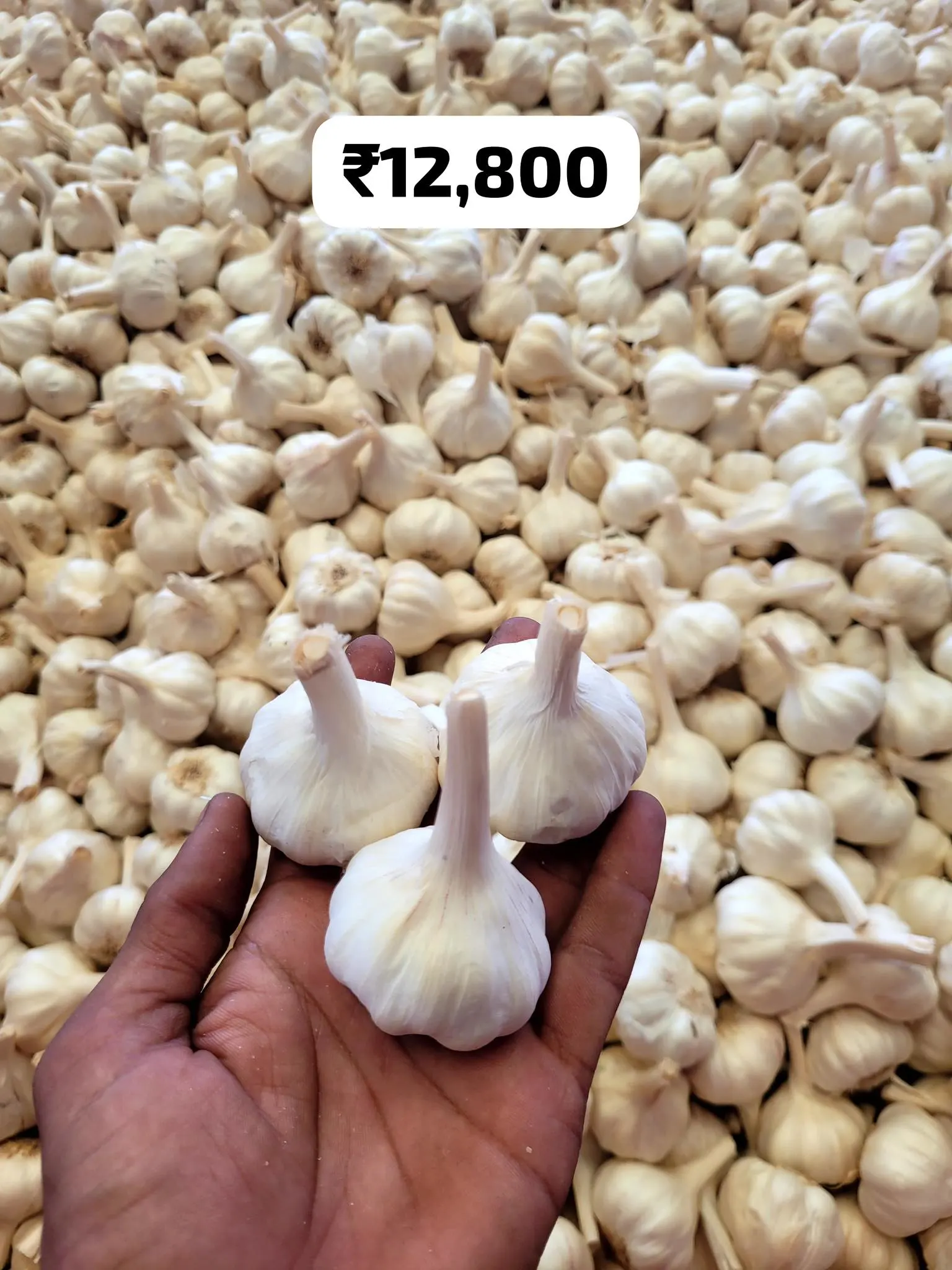 Export-grade garlic sorted for dispatch