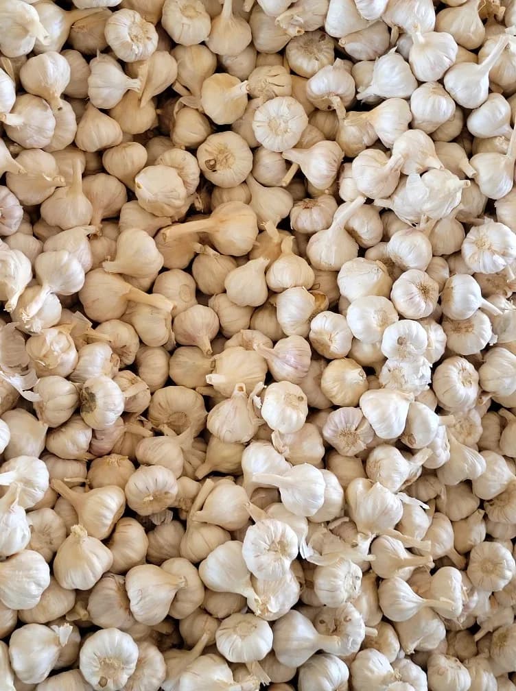 Best Time to Buy Garlic in Mandsaur Mandi