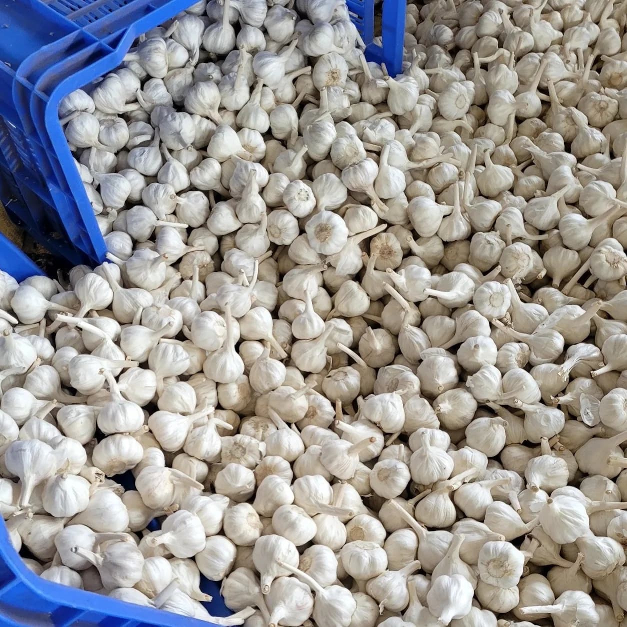 Bulk garlic loading at RR Traders warehouse