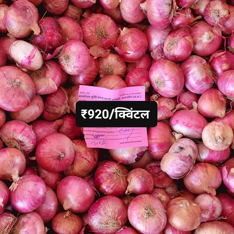 Seasonal Garlic Price Trends in Mandsaur Mandi