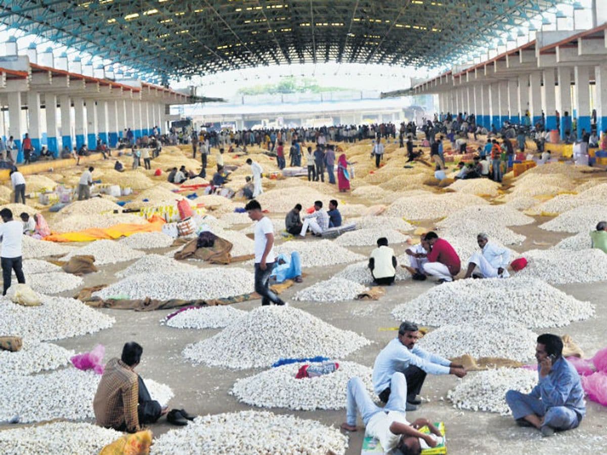 Mandsaur Mandi’s Role in India’s Garlic Supply — and Its Rising Global Footprint